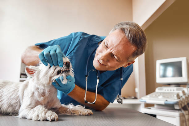 Best Emergency Treatment for Dental Infections or Abscesses in Biscayne Park, FL